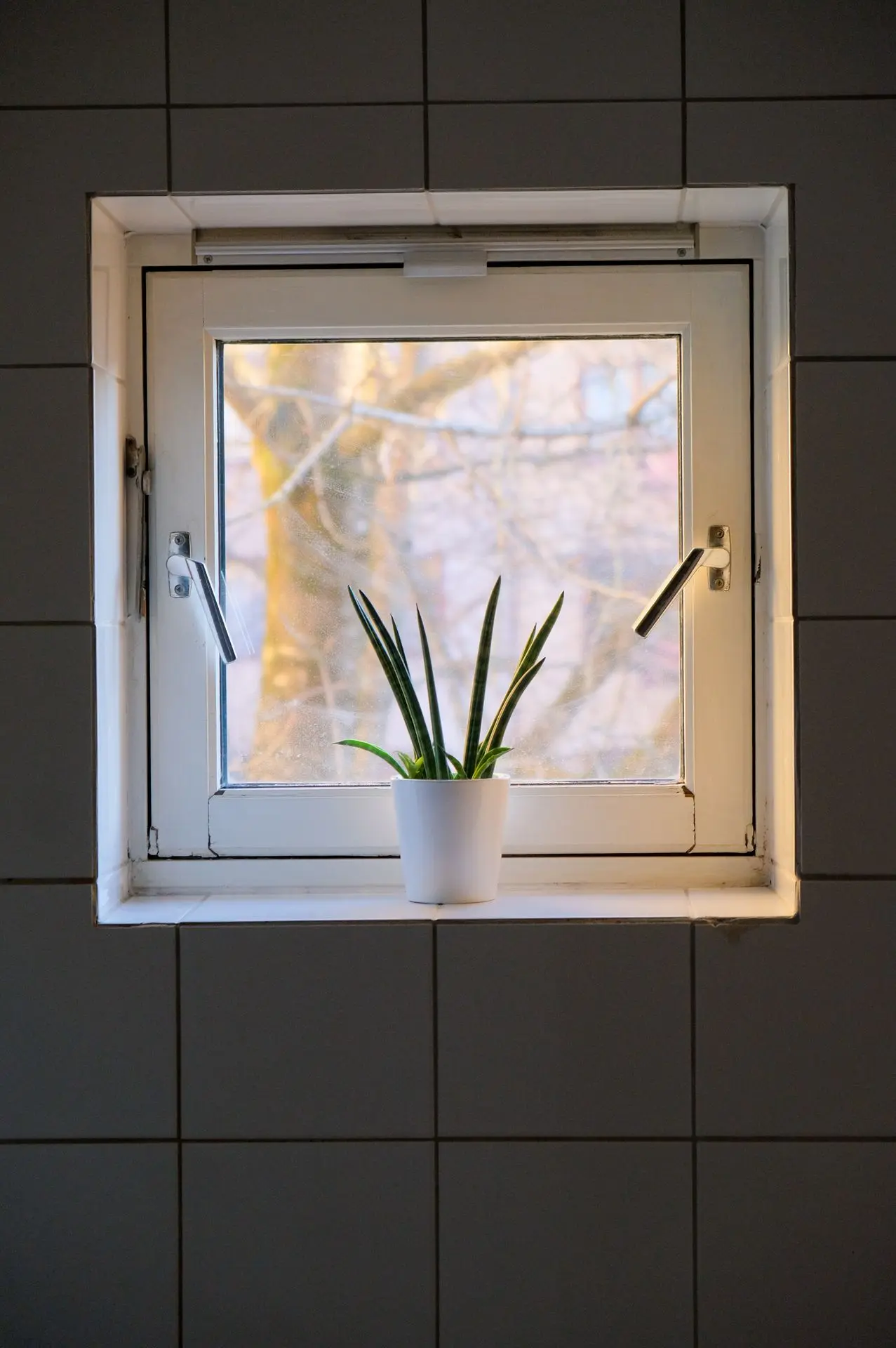 Una pequeña planta reposa en el alféizar de una ventana, iluminada por una luz natural suave. La simplicidad de la escena, con sus líneas limpias y contrastes sutiles, resalta la textura y la composición. Capturada en Oslo por Louis Mas, fotógrafo y videógrafo, esta imagen pone el foco en la belleza de los momentos cotidianos.